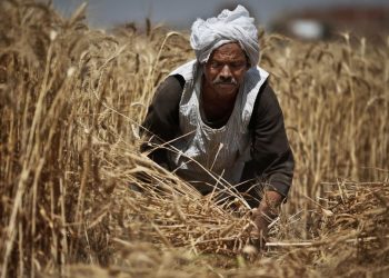الزراعة: الجمهورية الجديدة على طريق تحقيق الاكتفاء الذاتي من القمح