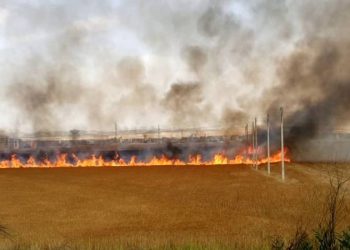 السيطرة على حريق في محصول قمح بكفر الشيخ 7