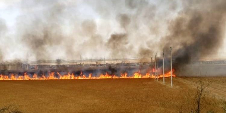 السيطرة على حريق في محصول قمح بكفر الشيخ 1