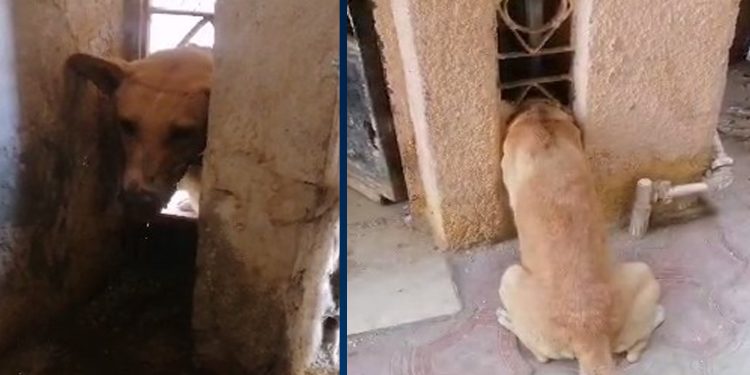 إستجابة فورية من قوات الحماية المدنية لإنقاذ «كلب» محتجز بأحد العقارات بـ الفيوم 1