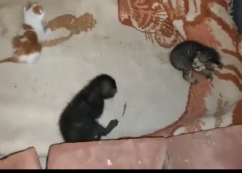 ارحموا من في الأرض.. الحكومة تنقذ مجموعة قطط نفقت أمها وتركتهم في منزل بالقليوبية 2