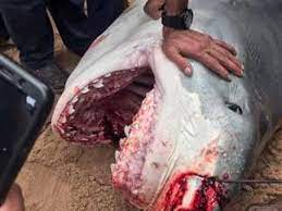 نقل سمكة القرش المتسببة في حادث الغردقة لمعهد علوم البحار لفحصها معمليًّا