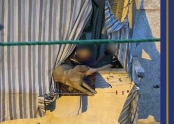 عاجل | الكشف عن ملابسات صور محاولة القاء كلب من البلكونة بـ الاسكندرية 2