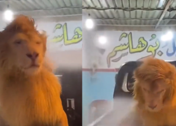 "أتحدى حد يعمل كده زي"..شاب عربي يثير الجدل بغسل أسدا داخل مغسل سيارات 1