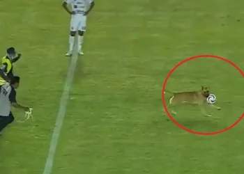 «خطف الكورة وطار».. كلب يقتحم ملعب مباراة في الدوري المكسيكي 2