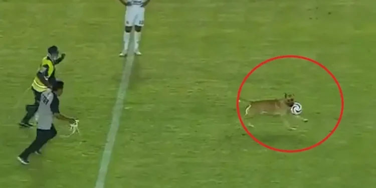 «خطف الكورة وطار».. كلب يقتحم ملعب مباراة في الدوري المكسيكي 1