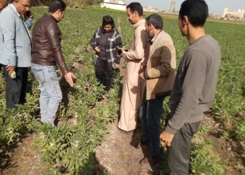 الزراعة : حصاد الفرق الإرشادية الريفية للمحاصيل الشتوية في 13 محافظة 1