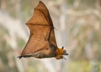 دراسة: هل يكون بنكرياس خفاش الفاكهة الحل الأمثل لعلاج مرض السكر؟ 1