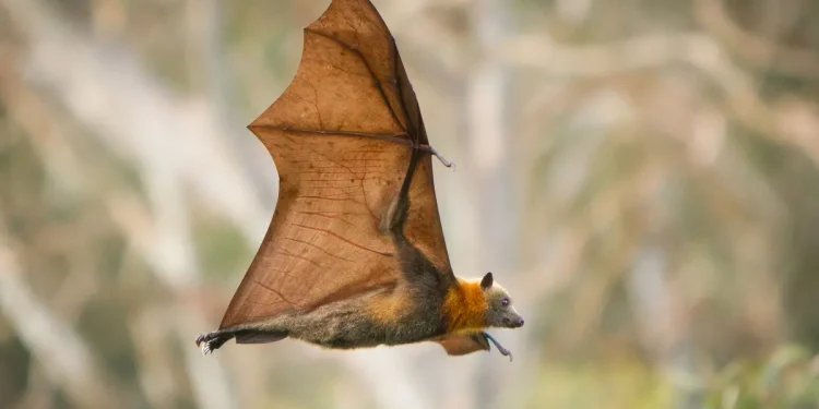 دراسة: هل يكون بنكرياس خفاش الفاكهة الحل الأمثل لعلاج مرض السكر؟ 1