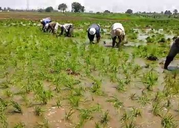 الجريدة الرسمية تنشر قرار وزير الري بشأن ضوابط زراعة الأرز خلال 2024 2
