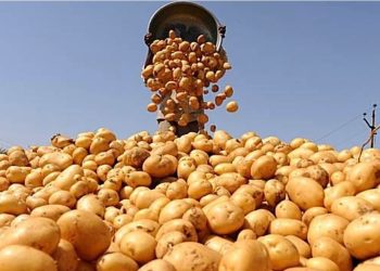 وزير الزراعة يعلن فتح أسواق المغرب أمام البطاطس.. وأخرى بكندا أمام الفراولة الطازجة 7