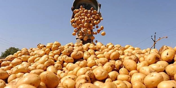 وزير الزراعة يعلن فتح أسواق المغرب أمام البطاطس.. وأخرى بكندا أمام الفراولة الطازجة 1