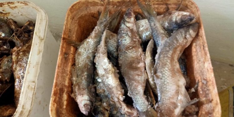 صحة سوهاج : ضبط واعدام أكثر من ربع طن من الاسماك المملحة