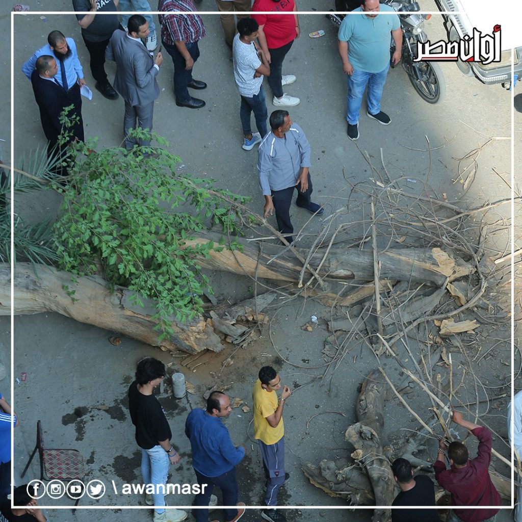 أكلها السوس.. انهيار شجرة ضخمة على سيارة تاكسي بها ركاب بـ شارع مصدق بالدقي (صور) 4