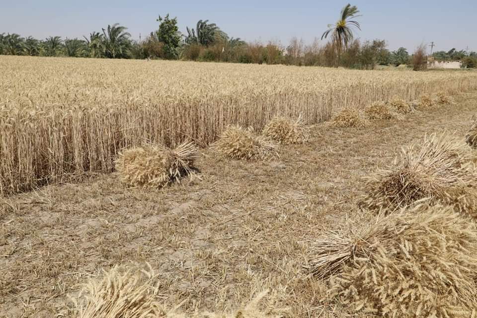 محافظ الوادي الجديد: توريد 70 طن من القمح منذ بداية حصاد المحصول حتى اليوم 2