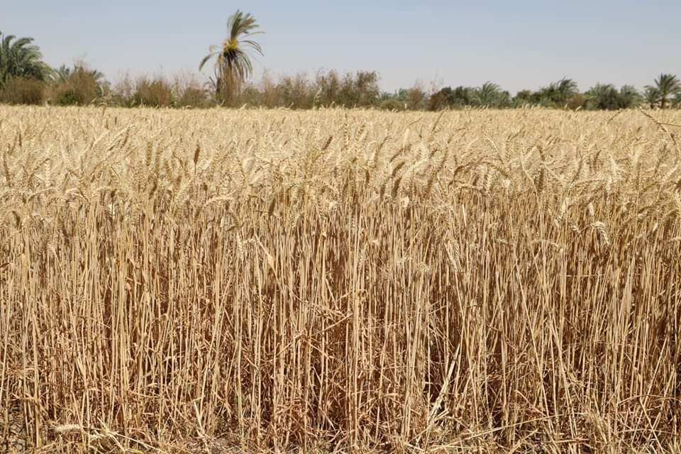 محافظ الوادي الجديد: توريد 70 طن من القمح منذ بداية حصاد المحصول حتى اليوم 3