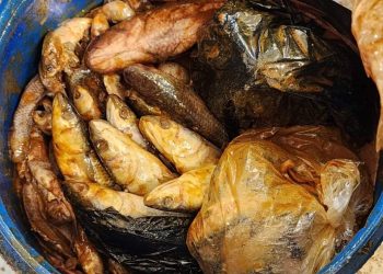 ضبط 500 كيلو أسماك مملحة فاسدة قبل بيعها بالأسواق في الإسماعيلية 1