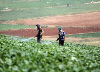 اليونان تستقدم العمالة المصرية للعمل في وظائف زراعية مؤقتة 2