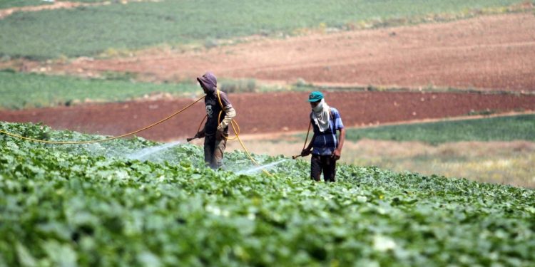 اليونان تستقدم العمالة المصرية للعمل في وظائف زراعية مؤقتة 1