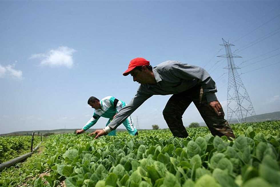 اليونان تستقدم العمالة المصرية للعمل في وظائف زراعية مؤقتة 2