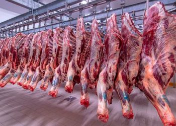 استقرار في أسعار اللحوم الطازجة بمحافظات مصر اليوم 5