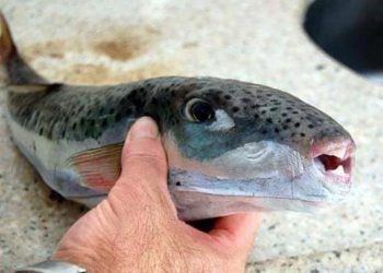 الصحة تحذر: نوع من الأسماك يتواجد في الأسواق ويسبب الوفاة  4